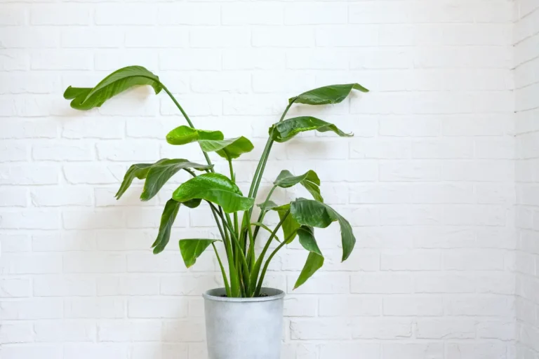 White Bird of Paradise Plant: Grow, Care and Buying Guide